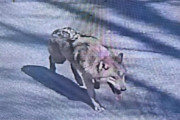 韓国人「脱走したオオカミ、5日目も行方不明…専門家は『10日は生存可能』」