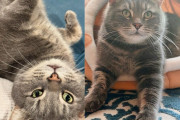 【海外】「みんなに愛されたい猫の新しい冒険！新たなスタートを切る決意とは？」