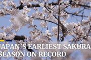 海外「日本はうらやましい…」1200年間で最も早咲き…今年の日本の桜の状況を伝えた動画に注目