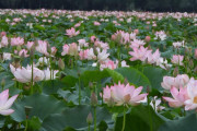 【海外】「カシミール湖に咲く蓮の花、30年ぶりの再生で喜びと安堵が広がる！」