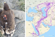 あるワシの20年間の季節移動を表した地図が海外で話題に