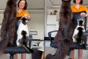 大きさが違い過ぎるだろ！普通の猫とメインクーンを同じ椅子の上で比較してみた