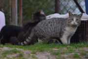 オーストラリア、毒入りカンガルー肉ソーセージで野良猫200万匹駆除へ