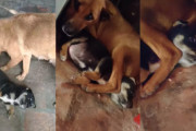 過保護な母犬が全力で子犬を守るものの子犬の扱いが雑すぎる件