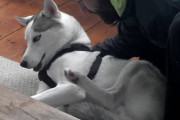 犬小屋に連れて行かれそうになる度に「Noo！Noo！」と駄々をこねる面白シベリアンハスキー