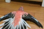 世界の動物がうつ伏せになってる姿　かわいすぎると海外で話題にｗｗｗｗ