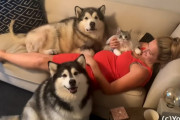 2匹のマラミュートが妊娠中の飼主さんのお腹に愛らしい仕草をみせる