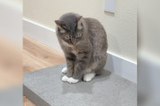 【海外】「元野良猫にコンクリートをプレゼント！その反応は？気になる猫の行動を徹底調査」