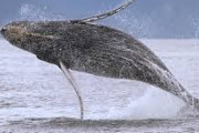 日本以上にクジラを殺しているお国が海外掲示板で話題に　