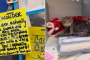 【海外】猫の「休む飛行機耳」が家を見つける妨げにならないことを願う！シェルターの奮闘とは？