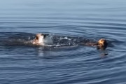 その差は歴然！泳ぎ上手とそうではないワンちゃんが湖に飛び込むと…