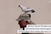 白い鳩と80歳のおじいさんとののんびりライフにほっこり！（フランス）