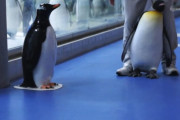 海外「かわいすぎる！」日本の動物園でキングペンギンが帰りたくないと駄々をこねる姿が話題に（海外の反応）
