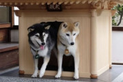 【韓国の反応】日本の職人が作った「2億ウォンの犬小屋」…1年待たないと。韓国の反応「人が住む家が、犬の家より安い。/貧しい隣人を振り返ろう。」