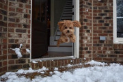 「マトリックスの映画みたい」初めて雪を見た子犬の姿がこちら 海外の反応