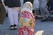 鎌倉の結婚式に着物を着た犬が参加していた(海外の反応)