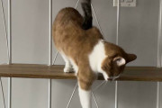外国人「俺達がキュートすぎて仕方がないと思った動物を見せていく！」