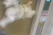 海外「中国製のリードが犬を救った」中国でエレベーターに犬のリードが挟まったが怪我を免れる