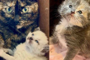【海外】助けを求めて家に住み着いた野良猫—実は子猫を妊娠中だった！