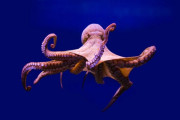 【海外】動物の驚くべき進化が人類のテクノロジーを革新する！進化から学ぶ未来のヒント