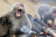 千葉の動物園から70匹のサルが脱走して海外びっくり仰天！(海外の反応)