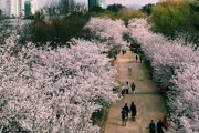 韓国人「桜は日本起源なのですか？」桜は元々韓国起源で日本が韓国から持ち出して輸出をしているらしい　韓国の反応