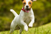 音楽に合わせてダンスする犬が海外で話題に！しかし「何かの病気では」との声も　海外の反応