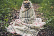 ここでも感動！まるでトルコの忠犬ハチ公、入院中の飼い主を待って毎日病院へ！「天国に旅立ったハチ公の生まれ変わりさ！」「言葉にできない！思わず泣いてしまった！」海外の反応