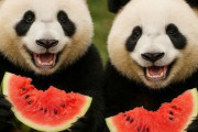 中国人「摩訶不思議なスイカを日本で見つけた」　中国人「すごい形」「名前を変えればもっと売れる」