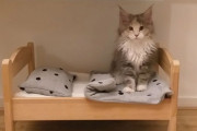 外国人「あ、こいつIKEAを使いこなす天才だと思った例を見せていく！」