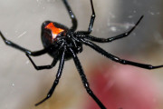「憧れのスパイダーマンになれる」危険な毒蜘蛛にわざと噛まれた3兄弟、恐ろしい症状に襲われる・・・