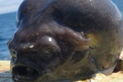 【海外】漁師が宇宙人みたいな不思議な生き物をゲットしたよ！
