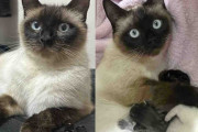 【海外】「外での生活を経て、安全な場所に入った猫、数日後に子猫5匹を出産！」