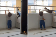 「あ〜ダメ、危ない！」ベランダで遊ぶ赤ちゃんの安全を見守るハチワレ猫くん