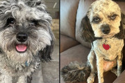 怒ってはるわ。同じ犬とは思えない！ヘアカットビフォア・アフター