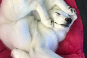 外国人「ユーモラスな姿勢で寝てる犬コンテストを開催する！」