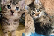 【海外】「子猫がスタッフを魅了！動物保護施設から脱出し夢を叶えるまでの感動ストーリー」