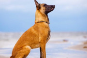 海外　人間は犬の表情から気持ちを読み取れる、研究で判明
