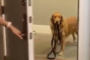 「こんにちは、そろそろお散歩の時間だと思うんですが」とドアの前で待つ犬。海外の反応