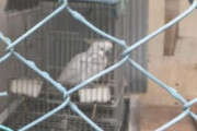 海外「オーストラリアのオウムを返して！」 日本で極小ケージで飼われているオウムに外国人から猛烈な抗議のコメントが 海外の反応