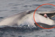 【韓国】済州島で口腔ガンにかかったイルカを発見 ... 発ガン性物質汚染の恐れ → 韓国人「日本の放射能のせい」