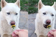 犬にたんぽぽを見せてみたら美味しく食べられてしまった動画