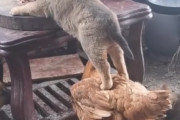 ニワトリを踏み台にしてメシを食らう犬さんが海外で話題にｗｗｗｗ　海外の反応　