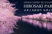 外国人さん、弘前公園の桜景色こそ世界一だと気づいてしまったようです