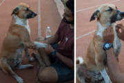ワンコ「は～マッサージ気持ちいい～」飼い主じゃない男性「頭と顔もやってあげよう」