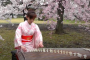 【海外の反応】「日本の文化に神を見た」日本のさくら琴。