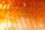 技術に驚嘆！ある動物の皮膚はやけどへの移植が可能！？「アクアマンを作ろうとする狂った科学者」「人情を捨てて魚に帰れ」海外の反応