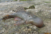 【海外】ペルーで発見された27種類の新しい生き物！ブロブヘッドの魚や珍しい両生類のネズミもいるよ！