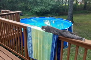 やたらと長く伸びて見える猫の画像集、外国人の心を掴んでしまう