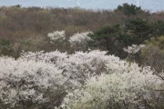 韓国人「韓国国立樹木園が『済州の王桜が日本のソメイヨシノと異なる』と発表！」日本王桜の生物学的起源とは？　韓国の反応